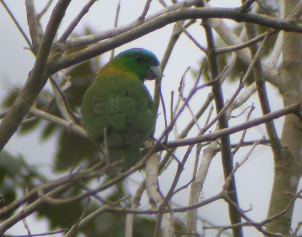 Yellow-breasted Racquet-tail - chikara otani