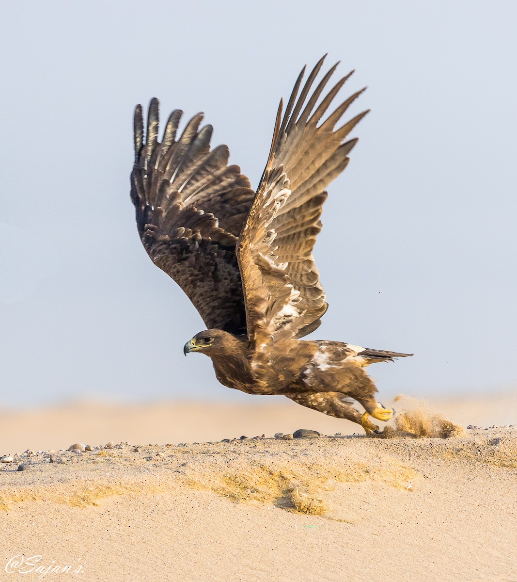 Steppe Eagle - Sajan Raju