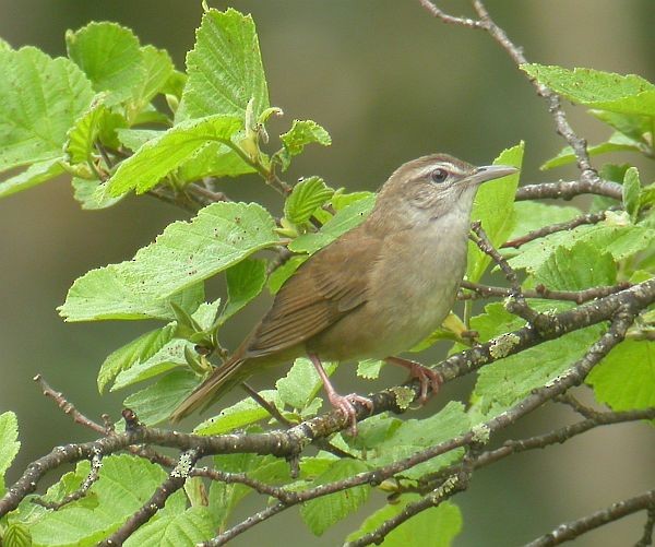 Sakhalin Grasshopper Warbler - ML725448