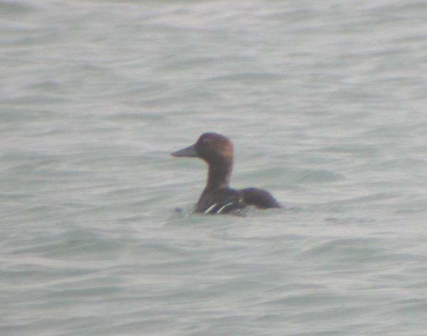 Steller's Eider - ML725449