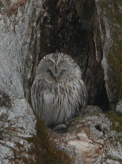 Ural Owl - ML725452