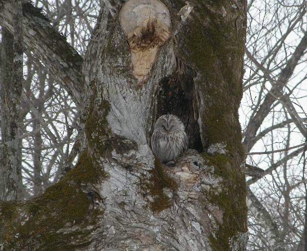 Ural Owl - ML725453