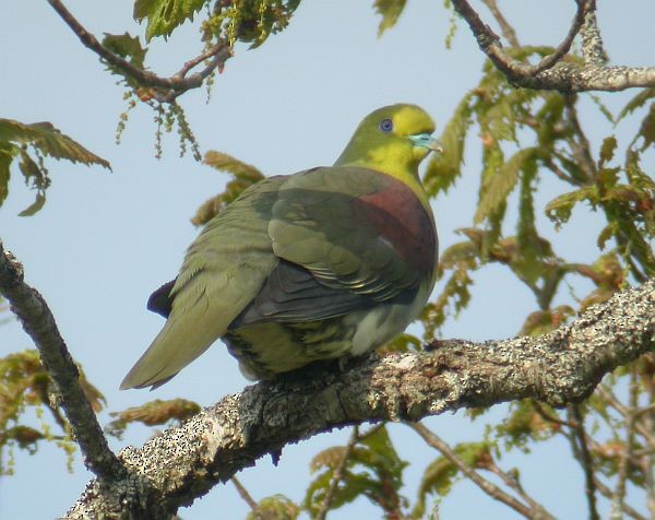 White-bellied Green-Pigeon - ML725455