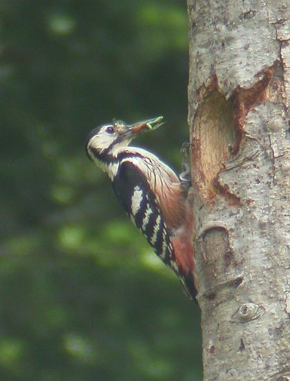 White-backed Woodpecker (White-backed) - ML725456