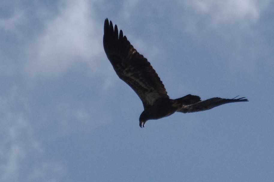 Bald Eagle - robert beauchamp