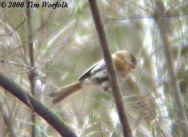 Fulvous Parrotbill - ML725470