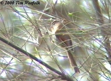 Fulvous Parrotbill - ML725471