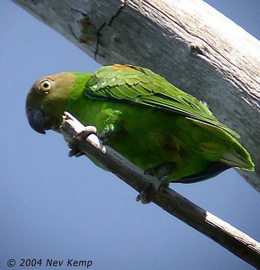 Red-cheeked Parrot - Nev Kemp