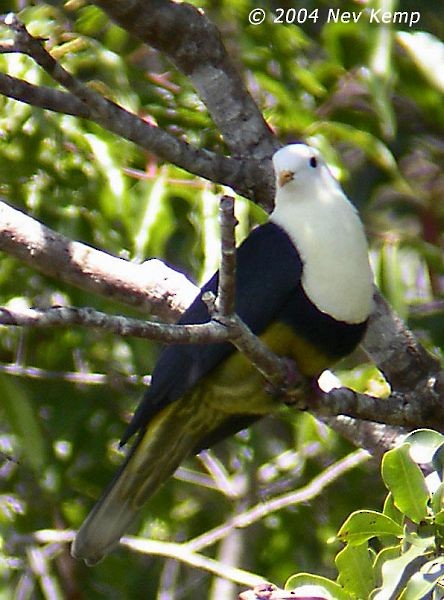 Black-backed Fruit-Dove - Nev Kemp