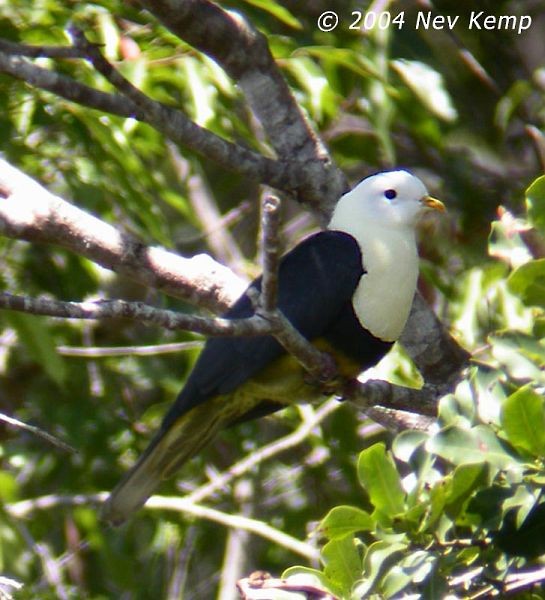 Black-backed Fruit-Dove - ML725489