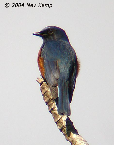 Timor Blue Flycatcher - ML725491