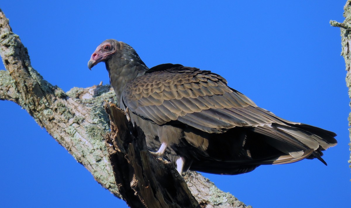 Turkey Vulture - ML72549371