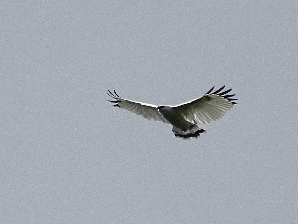 White Hawk - ML72549801