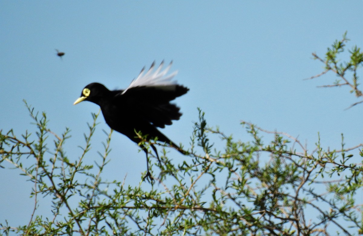 Spectacled Tyrant - ML72549891