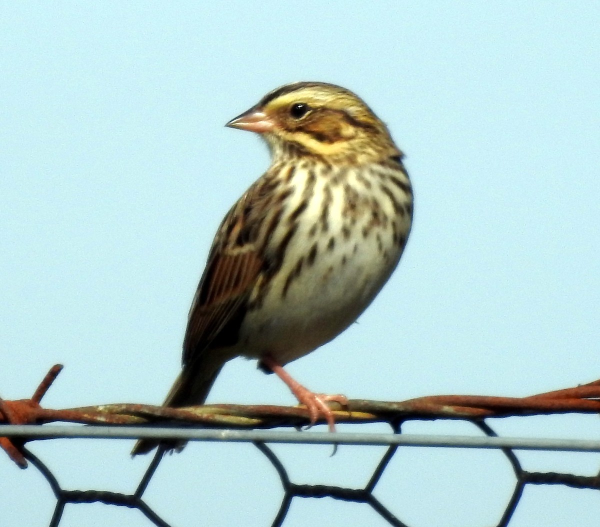 Savannah Sparrow - ML72550291