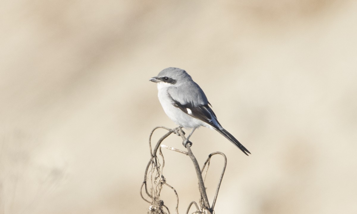 Loggerhead Shrike - Brian Sullivan