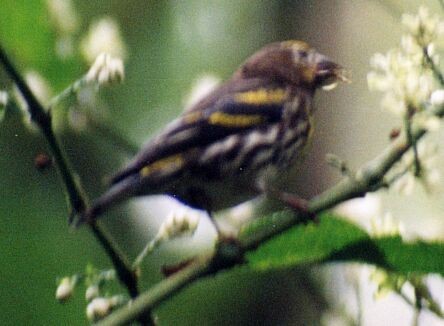 Mountain Serin (Mountain) - ML725522