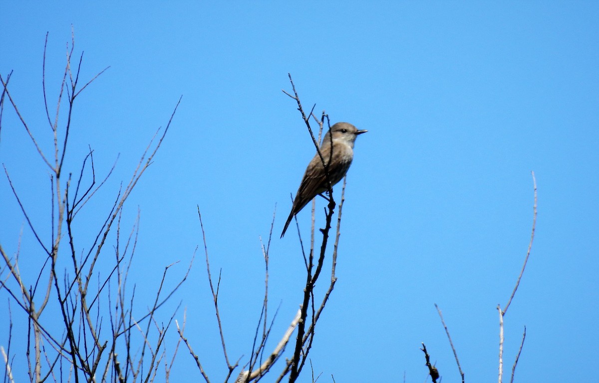 Vermilion Flycatcher - ML72552321