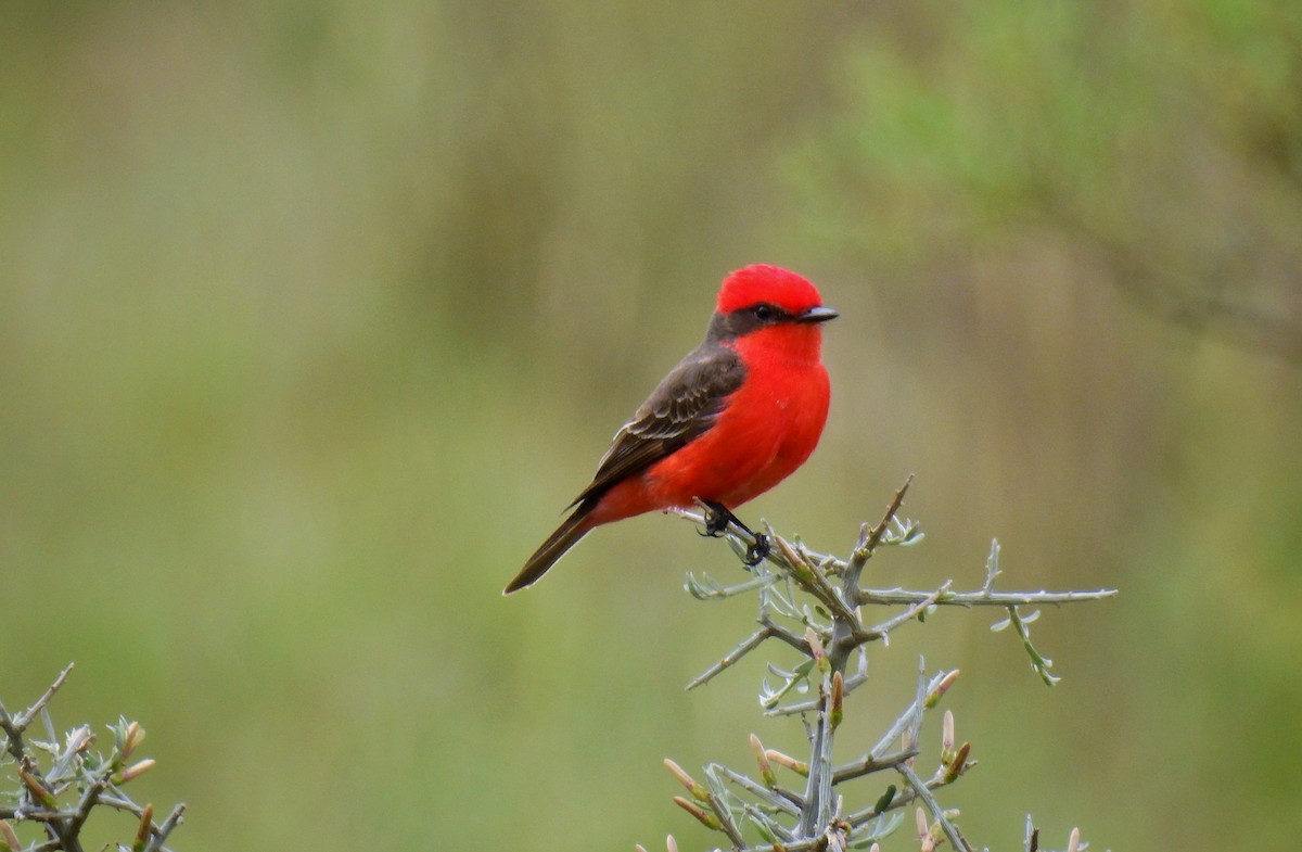 Vermilion Flycatcher - ML72552341