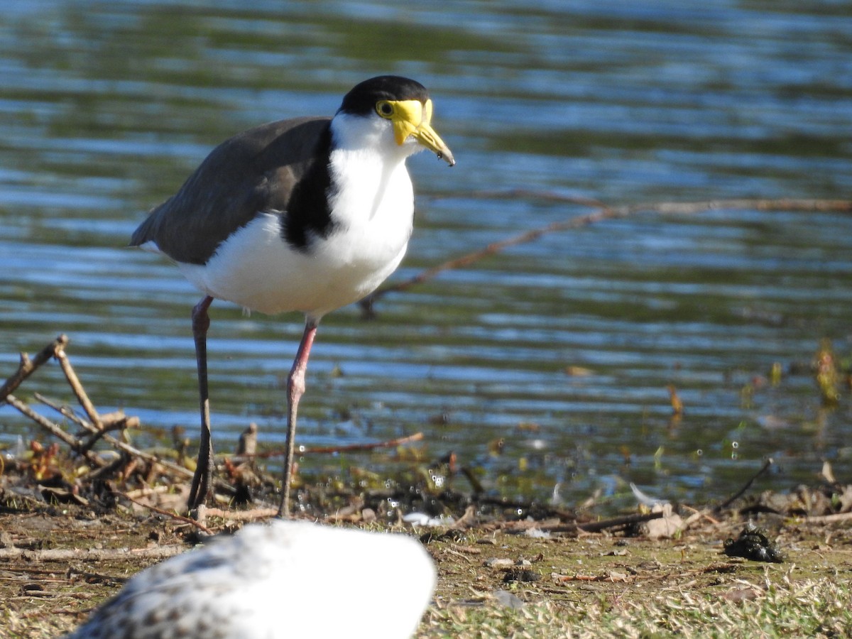 Masked Lapwing (Black-shouldered) - Jeffrey Crawley