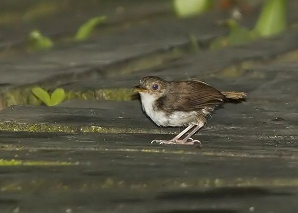 White-chested Babbler - Leif Gabrielsen