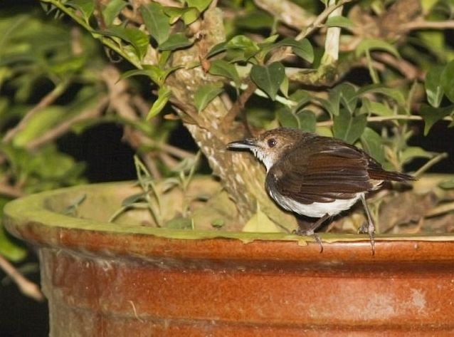 White-chested Babbler - Leif Gabrielsen