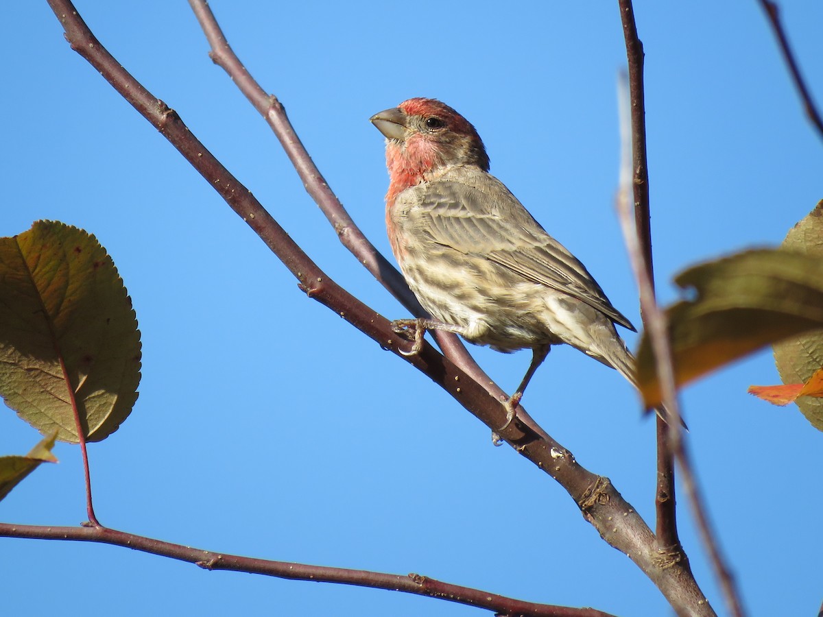 House Finch - ML72556261