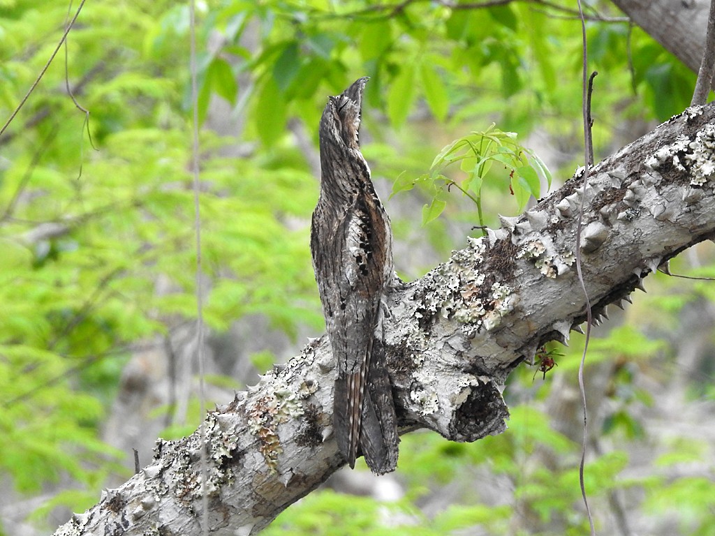 Common Potoo - Richard Garrigues