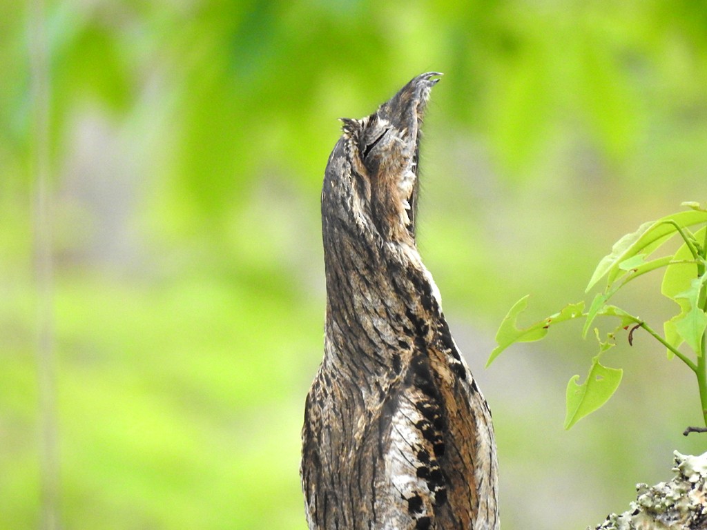 Common Potoo - ML72556821