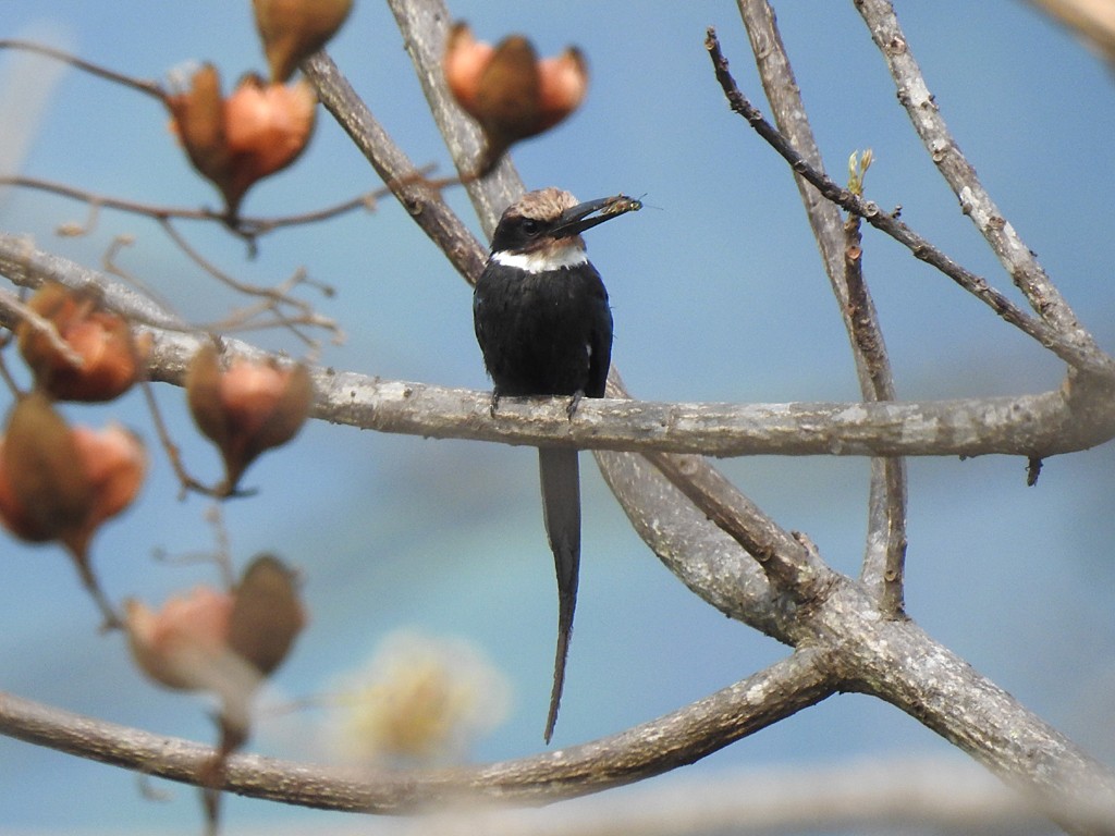 Paradise Jacamar - ML72557091