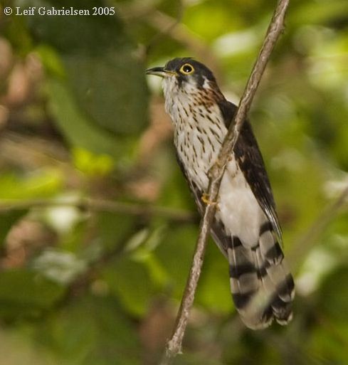 Moustached Hawk-Cuckoo - Leif Gabrielsen