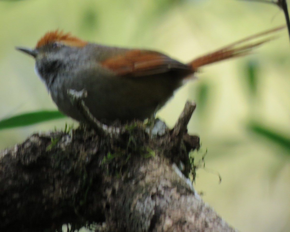 Rufous-capped Spinetail - Jim Moore