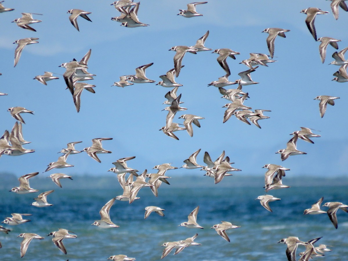 ML72557891 - Wilson's Plover - Macaulay Library