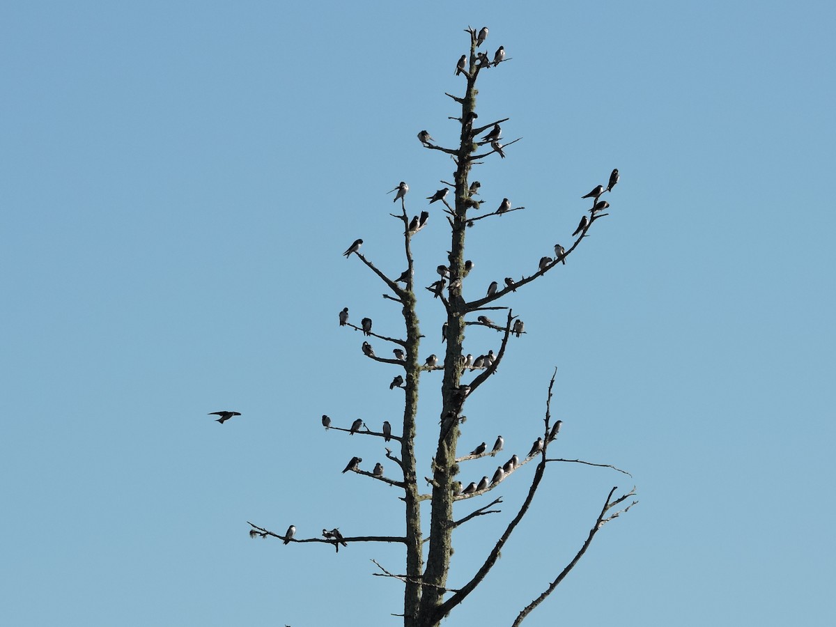 Tree Swallow - ML72558021