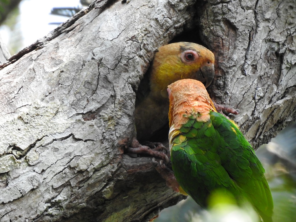 White-bellied Parrot - ML72559281