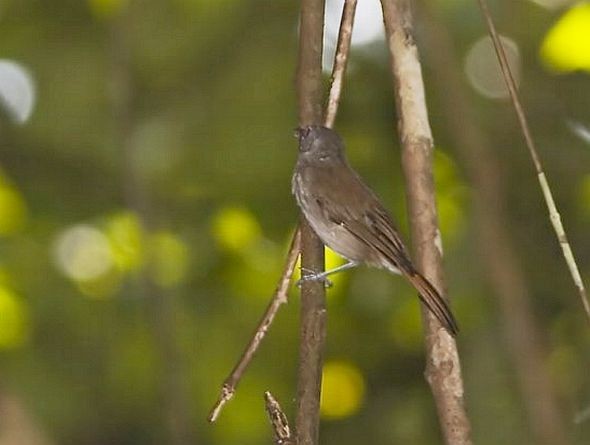 Sooty-capped Babbler - ML725596