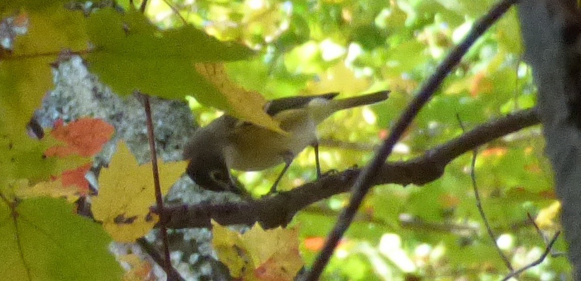 Blue-headed Vireo - ML72559691