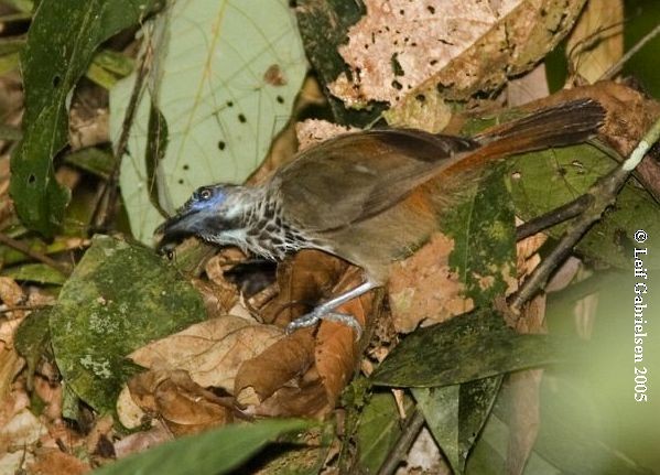 Chestnut-rumped Babbler - ML725597
