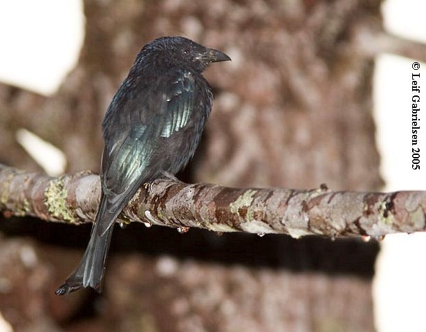 Hair-crested Drongo (Bornean) - ML725600