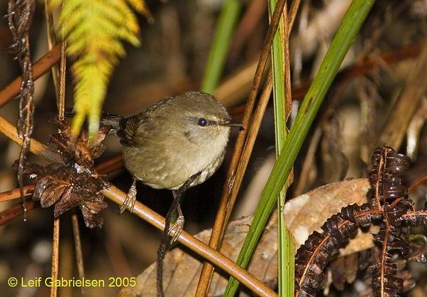 Aberrant Bush Warbler (Sunda) - Leif Gabrielsen