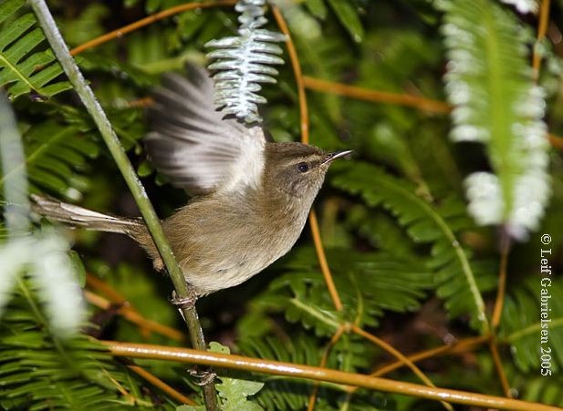 Aberrant Bush Warbler (Sunda) - ML725602