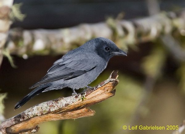 Sunda Cuckooshrike - ML725603