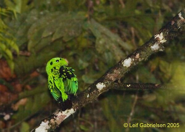 Whitehead's Broadbill - ML725604