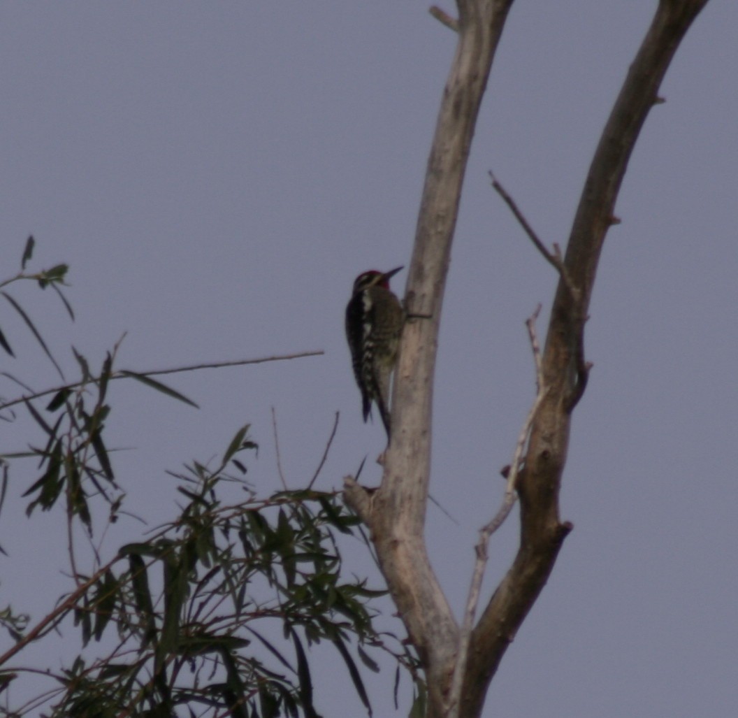 Red-naped Sapsucker - ML72560661