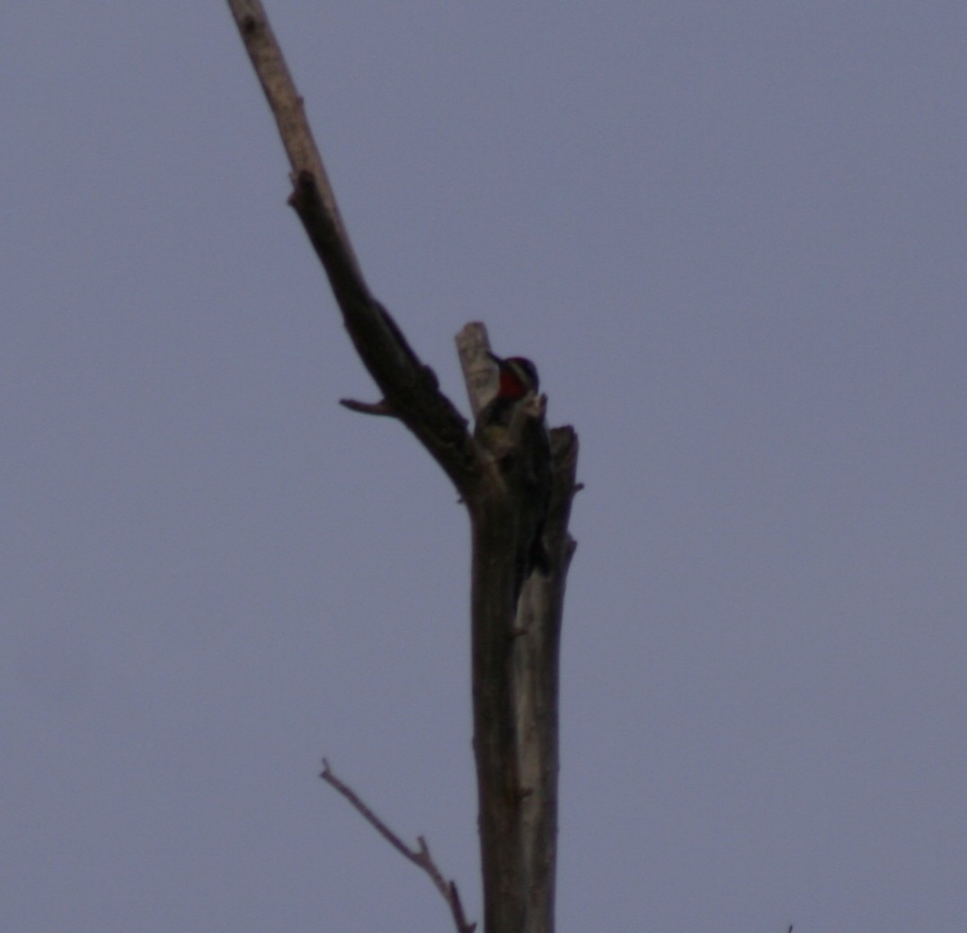 Red-naped Sapsucker - ML72560891