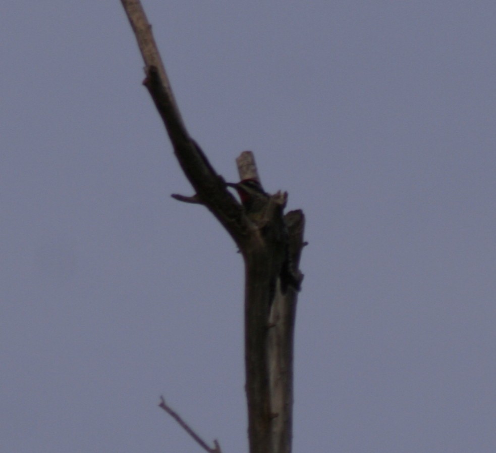 Red-naped Sapsucker - ML72561151