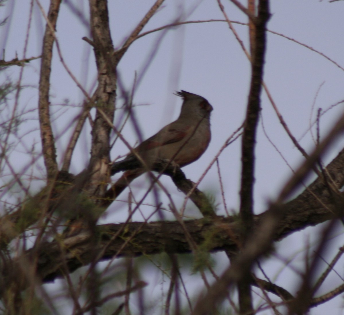 Pyrrhuloxia - ML72561571