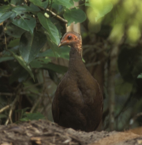 Nicobar Megapode - ML725618