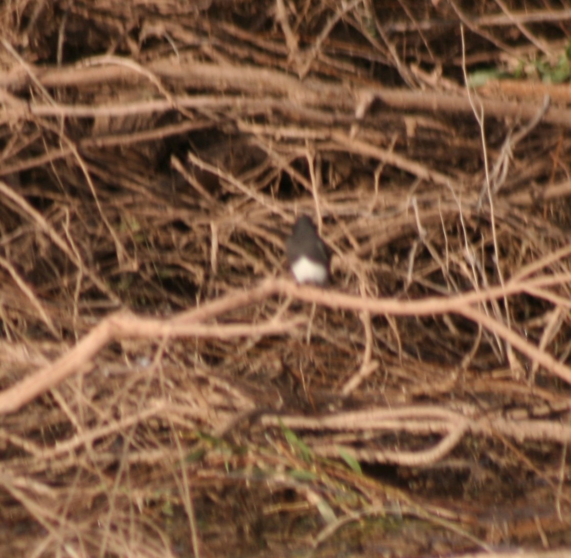 Black Phoebe - ML72561851
