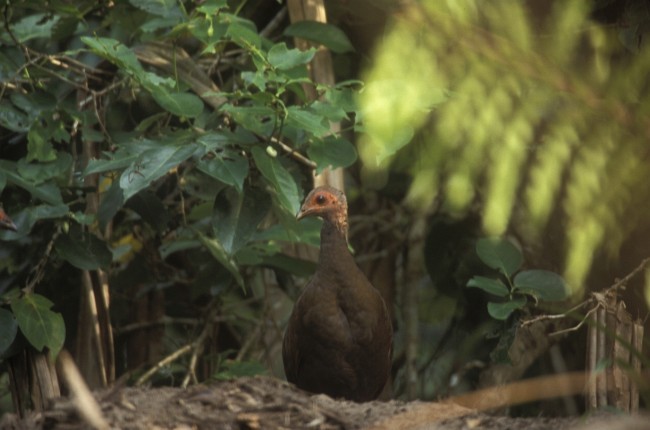 Nicobar Megapode - ML725619